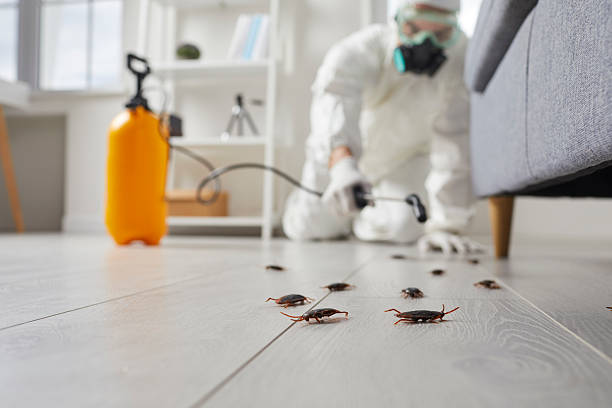 Commercial Kitchen Cockroach Control in Cramerton